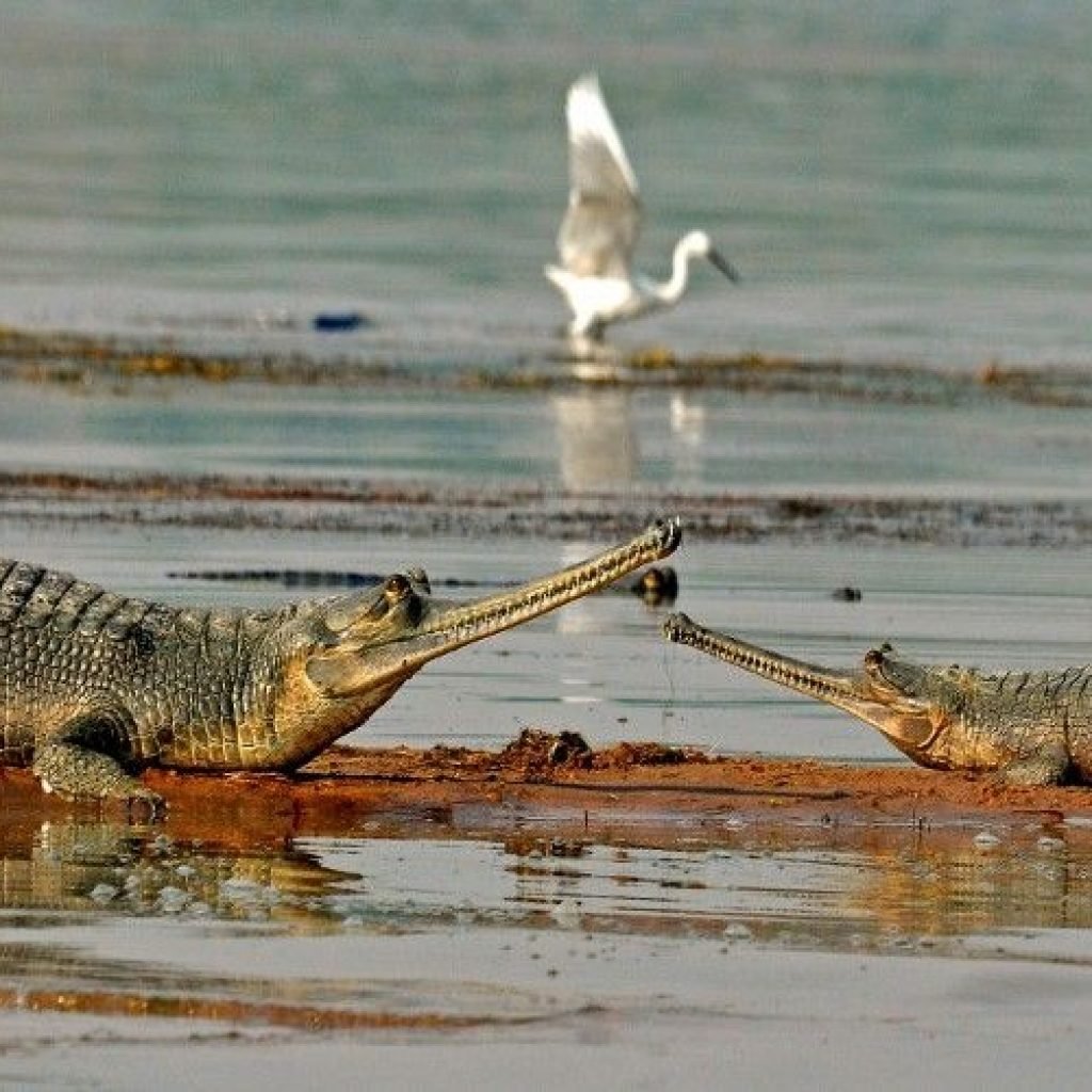 gharial 2